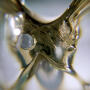 Young Fish Ring 750 Gelbgold mit Aquamarin & weißer Akoya Perle